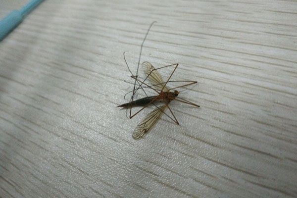 蚊子|为了避免伤及胎儿，孕妇在家要注意少做5件事，看看你有没有做过