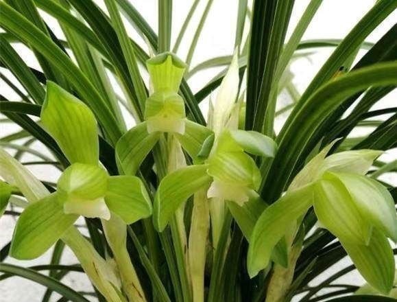 洒水|养兰花一年365天不偷懒,天天有花开,开到你不想要