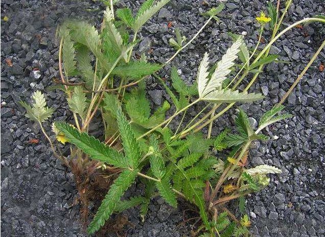 鸡腿|农村长在土里的“鸡腿”,曾经挖来当零食吃,殊不知价值珍贵