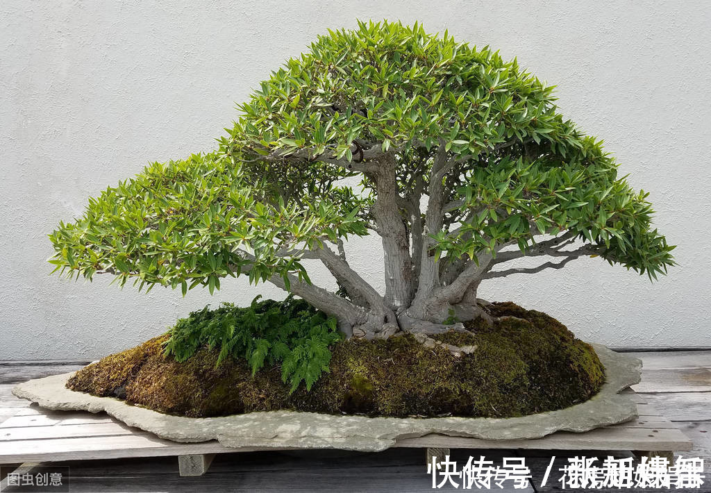 盆景|树木盆景是怎么矮化的?8个方法助你的盆景成为“活着的艺术”