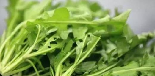  香椿|蒲公英、香椿、榆树钱、白蒿，一种野菜就能治一种病，了解一下