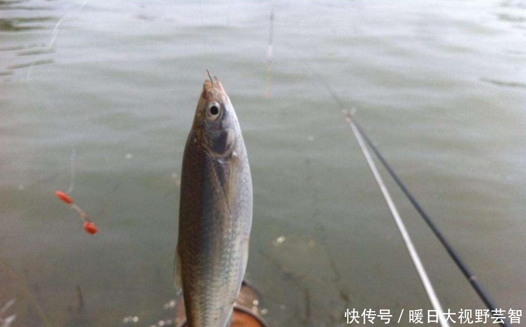 钓鱼|怎样野钓小白条?这个问题可能老钓手都不知道怎么回答,值得收藏