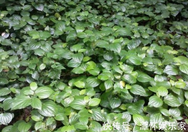 蛤蒌|农村一种“神奇”植物,能让臭肉变得香喷喷,而且药用价值很高