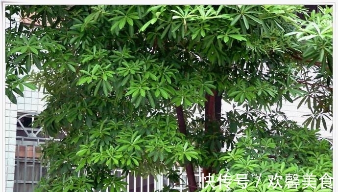 真面条|此树是天然“面条”,成熟后直接煮,比真面条都好吃