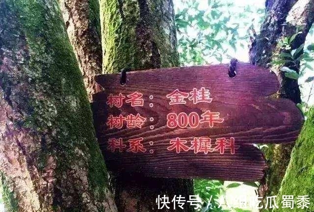 这6种花的寿命很长,养成“老桩”后,价值大增,越老“越值钱”