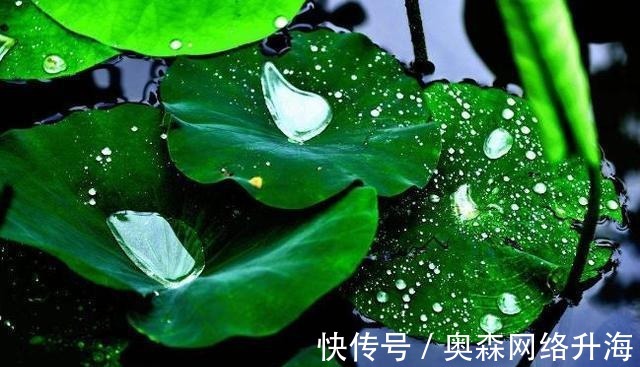 金璋|精选十二首带雨露的古诗词, 美到心醉, 分享