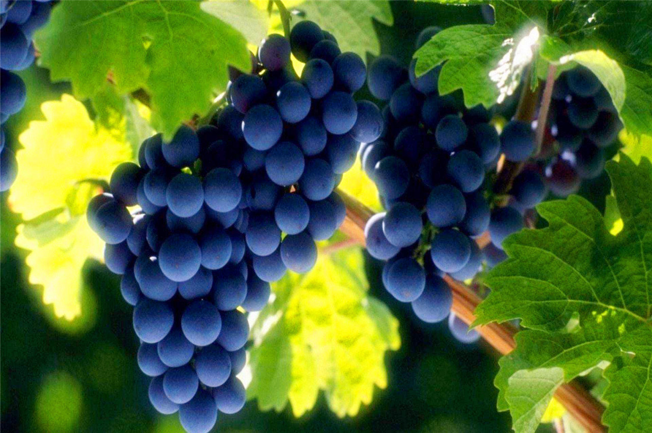 皮肤|皱纹“讨厌”的5种水果,每天吃两口,皮肤紧致有弹性,远离皱纹