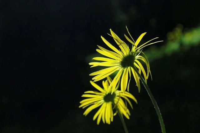 野枝无主摇风雨|一朵野花，25首诗词:野枝无主摇风雨，得遇春风照样开