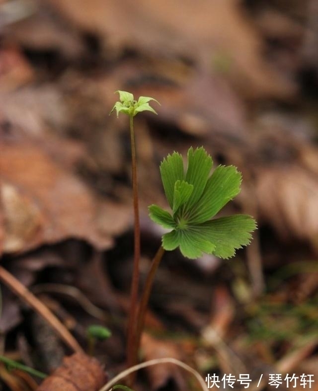 世界上最独立的植物，一生只长一片叶子，只开一朵绿色的小花