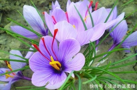 世界上最珍贵的花,其中一些花,比金子还要值钱,有你知道的吗