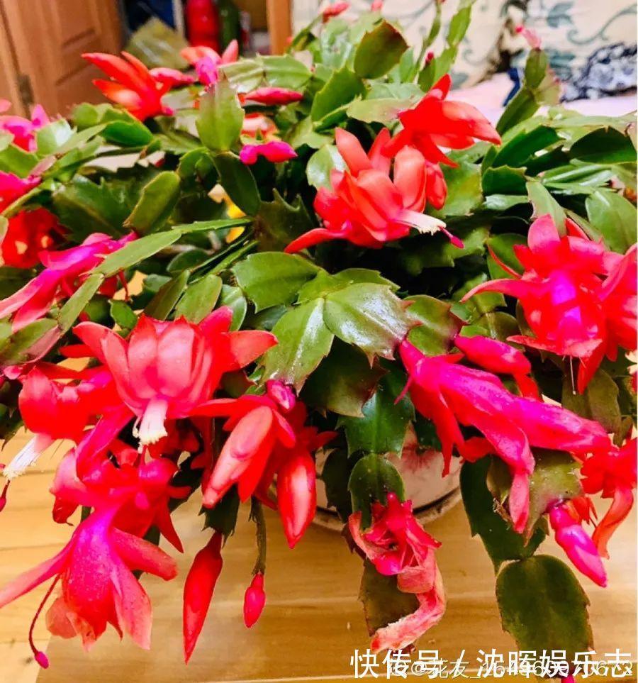 非洲堇|这花送人,只用送一片叶子,插土就活不心疼!