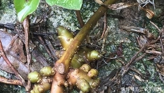 三高克星|一种称为“三高克星”的植物,农村地区很是常见,一斤要卖20元