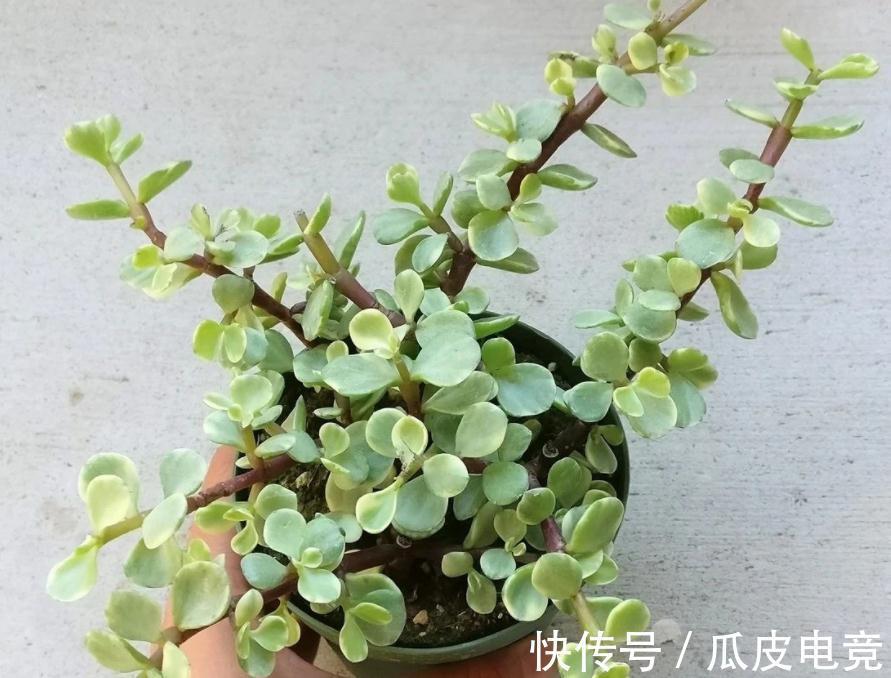 盆景|金枝玉叶盆栽养殖小技巧：日常维护、凹造型，不可忽略！