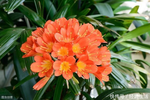 白糖在养君子兰上好处多，根旺叶绿油，开花爆盆不夹箭，知道太晚