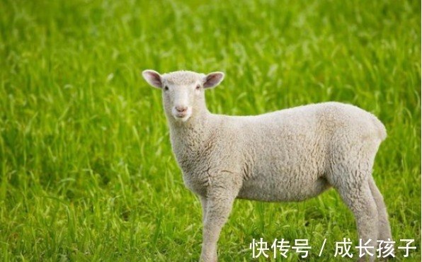 富贵享福|十羊九不全：揭秘79年生肖羊的毕生寿命，过了41岁后什么命？