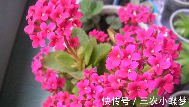 湿润|长寿花就该这样养, 阳台变成了烂漫“花海”!