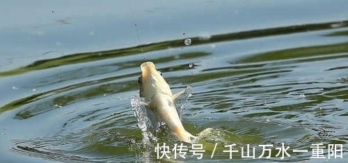 漂相|钓鱼这样识别漂相,中鱼率大大提升!