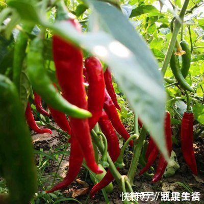 野生|一看就会的红烧鲫鱼，野生的小溪鲫鱼鲜的眉毛掉下来