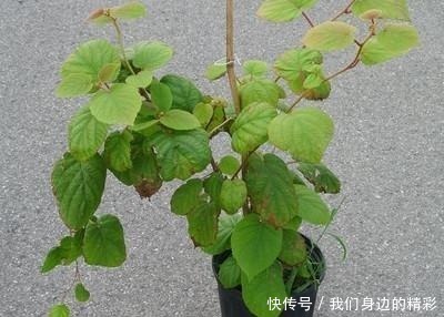 移栽|这6种盆栽不用买,水果吃完丢水里泡7天,30天后乐开花!