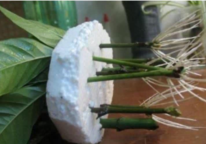 喜欢养花,不如试试这几款,给点阳光就灿烂,超级好养