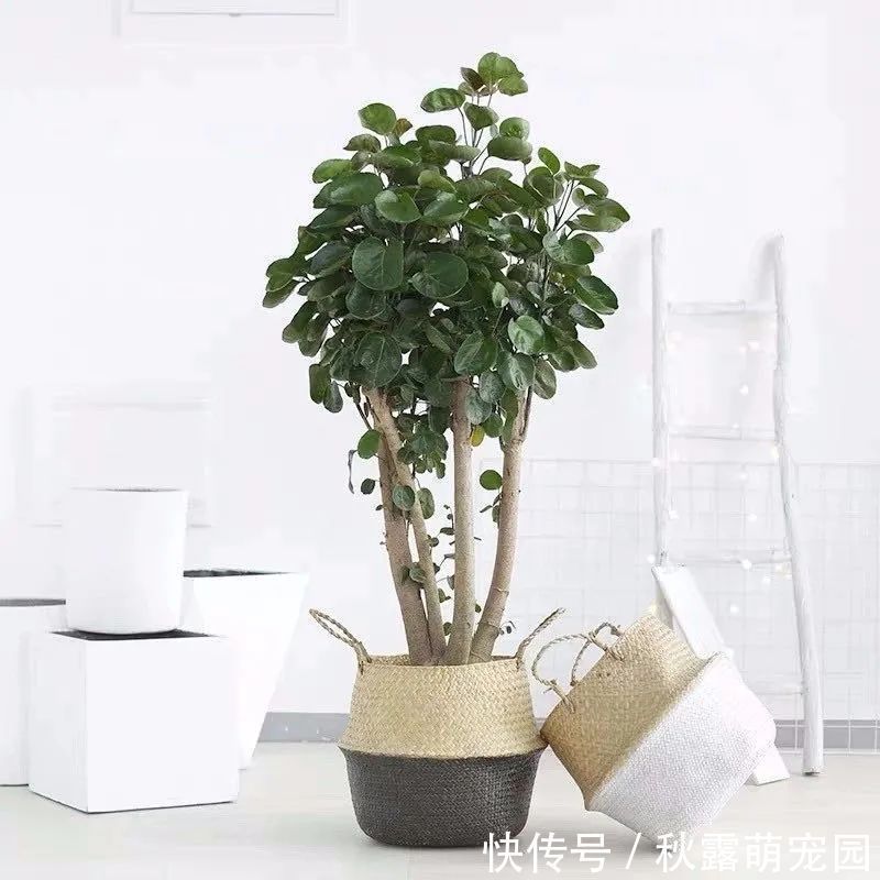 观赏价值|八种命里带“钱”的植物,家里养一盆,招财又旺运,你家养了几种