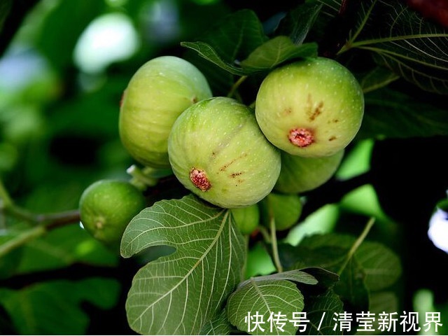 稳定血糖|无花果太厉害了！会用的人简直是捡到宝了，快来和我一起看看吧