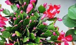 蟹爪兰有4“怕”,注意避开它,10天白根蹭蹭冒,独苗变群兰