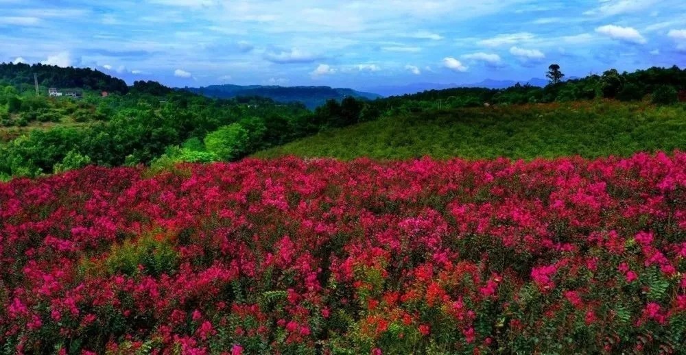 花海|巴南云林天乡的初秋，竟然还能看花海，约不约？