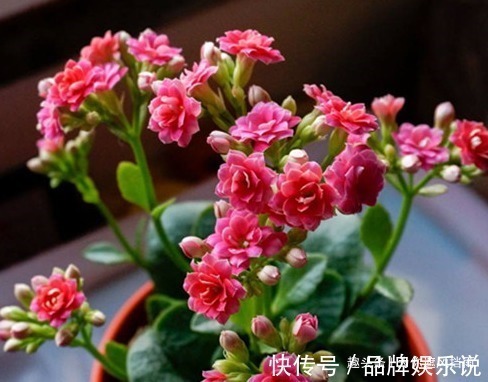 复合肥|冬季居家就适合养这三种花,越是寒冷越能爆满盆,冬季有一抹春色