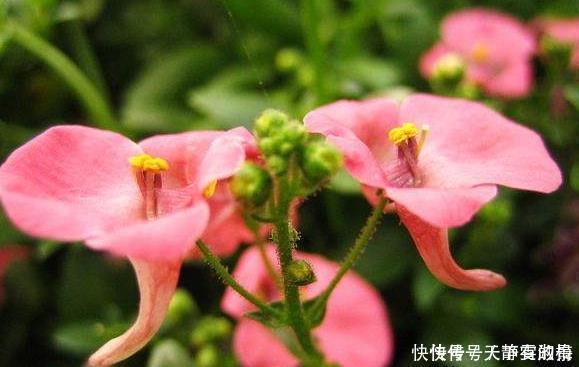 养花|新手养花,就选花卉独一无二,好养活易开花的花卉,值得拥有!