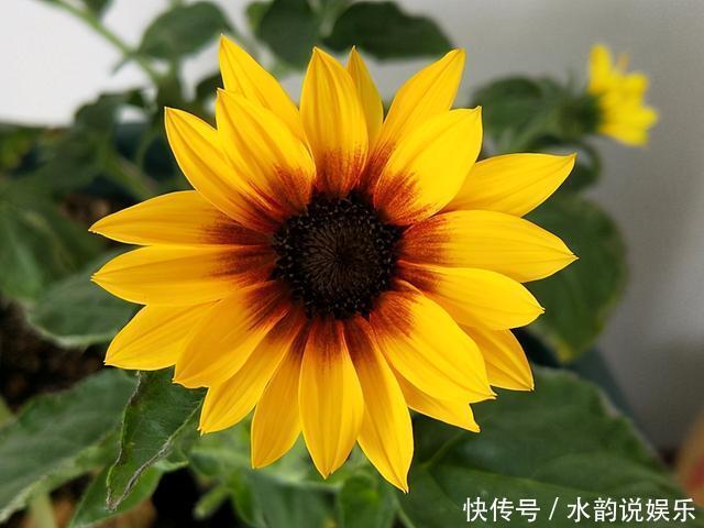 过去一年很火的5种网红花:第一种贵而难养,第三种就是个骗局