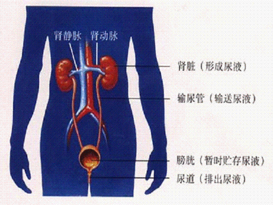 有人喝啤酒很快要上厕所，有人喝了好几瓶才去，哪种人身体好？