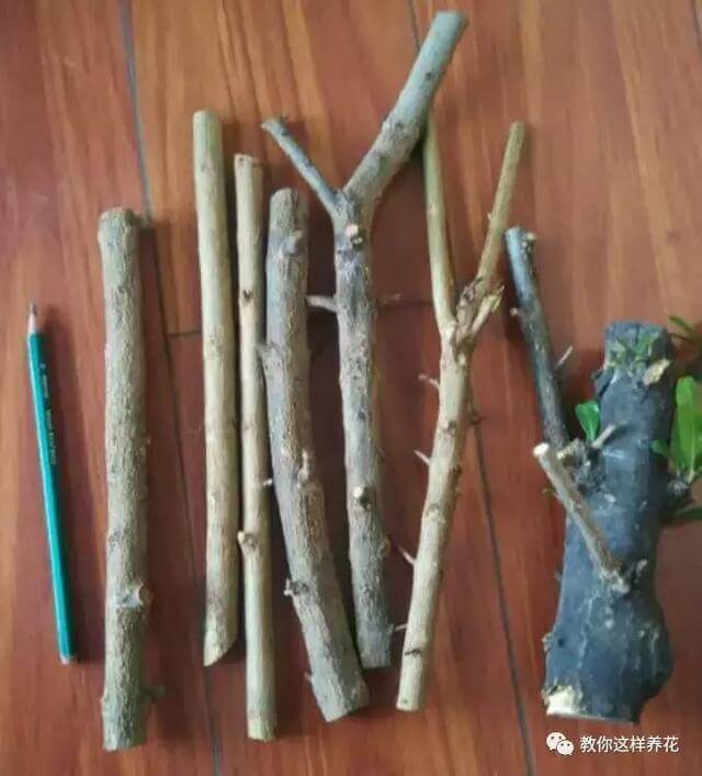 枝条|路边剪个枝,插土里就能活,种在阳台果子多到吃不完!