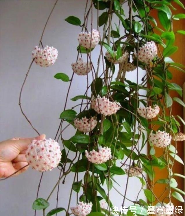 9种花不用花钱买,掐根枝条插土里,2周即可生根,好养易成活