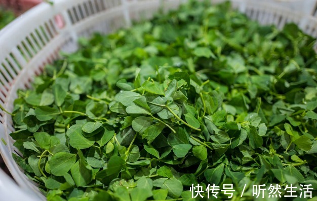鱼腥草|66种野菜大图片，带你见识不同的野菜和吃法，你想要的野菜这里有