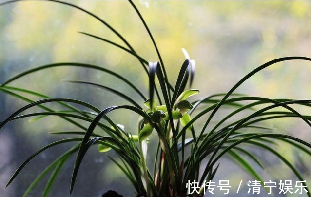 兰花不开花真愁人,换个环境,就能改善!兰花的观赏价值很高