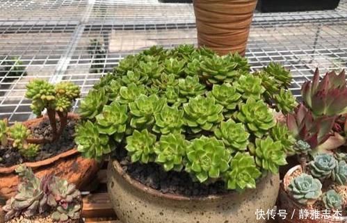 养分|养花换盆:废弃的旧土怎么处理?掺入这3样东西,可再次使用