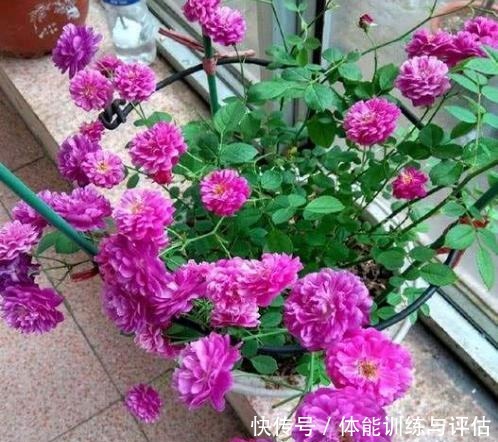 1种东西,人人都见过,砸碎晒一晒,养花盆里加一勺,叶绿花也多!