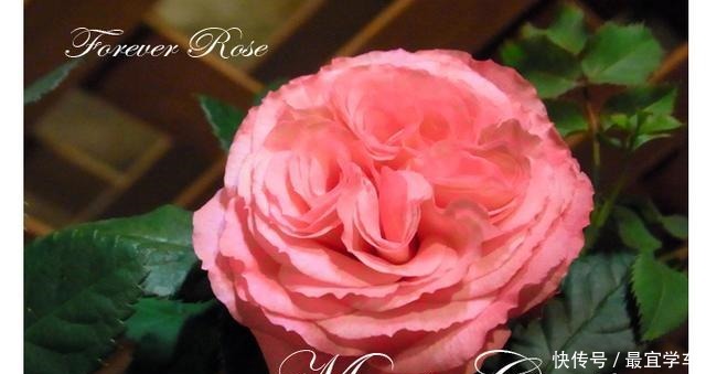 25款庭院月季推荐。助你打造五彩缤纷的庭院,丰花好养还能盆栽