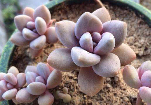 多肉冬美人种植技巧和注意事项，掌握这些，多肉健康茁壮成长