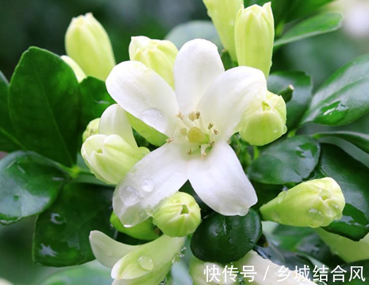 栀子花|6种“小盆景”,越小越值钱,客厅养一盆,能香上几十年