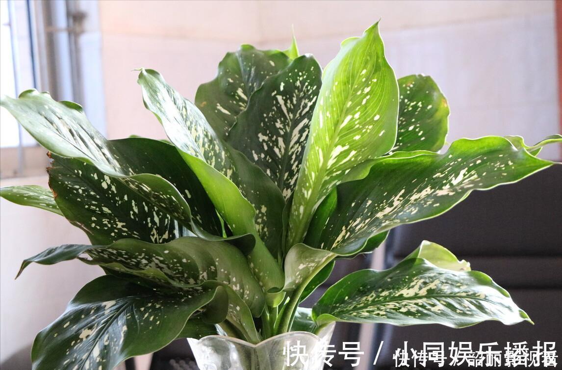 养花|3种霸气“吸毒”花,“镇宅旺财”,但是有毒,养花要知道