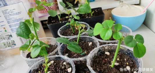 白糖|“最厉害”的生根水,枝条泡上10分钟,15天就能冒白根