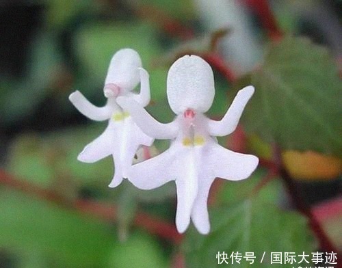 世界上“身价”最贵的5种花,市值1500万的“鬼兰”,看你见过几种?