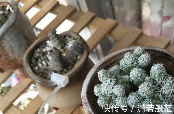 爱花养花,天冷打理就不能忽视这些因素,不然一盆不剩