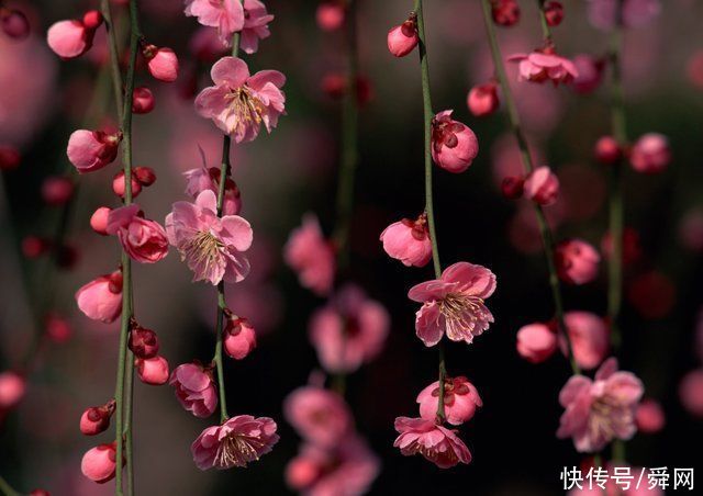 7月开始，复合旧爱，不离不弃，鸳鸯戏水，再续深情的生肖