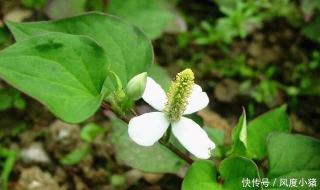 香椿|这7种蔬菜网评说最难吃的,全部尝过的,我想叫你一声“大师”