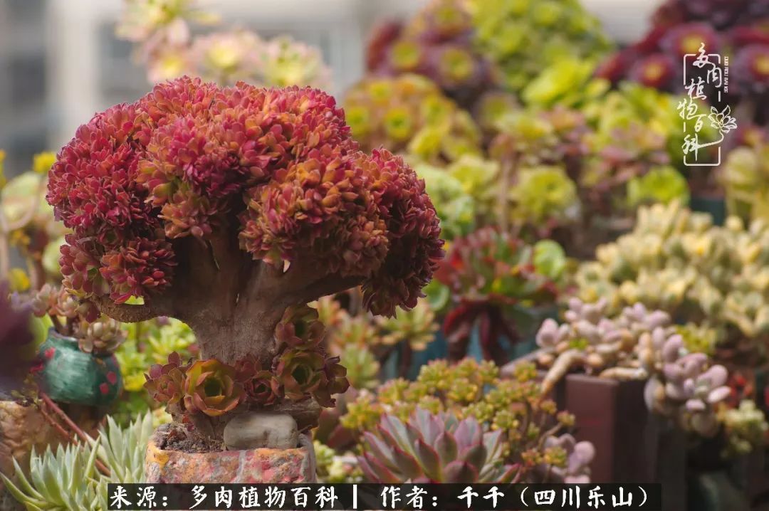 夏天日晒雨淋，秋老虎来势汹汹，你的多肉准备好逆袭了吗