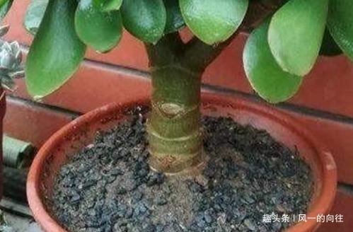 养玉树要避开这三点，满足它的这些喜好，轻松变身老桩盆景