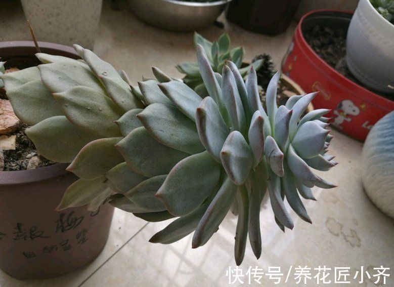 花盆|多肉植物“穿裙子”怎么办？学会一招变漂亮，后期状态美